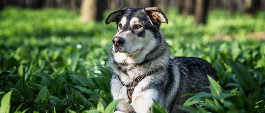 czechoslovakian wolfdog basking in the sun