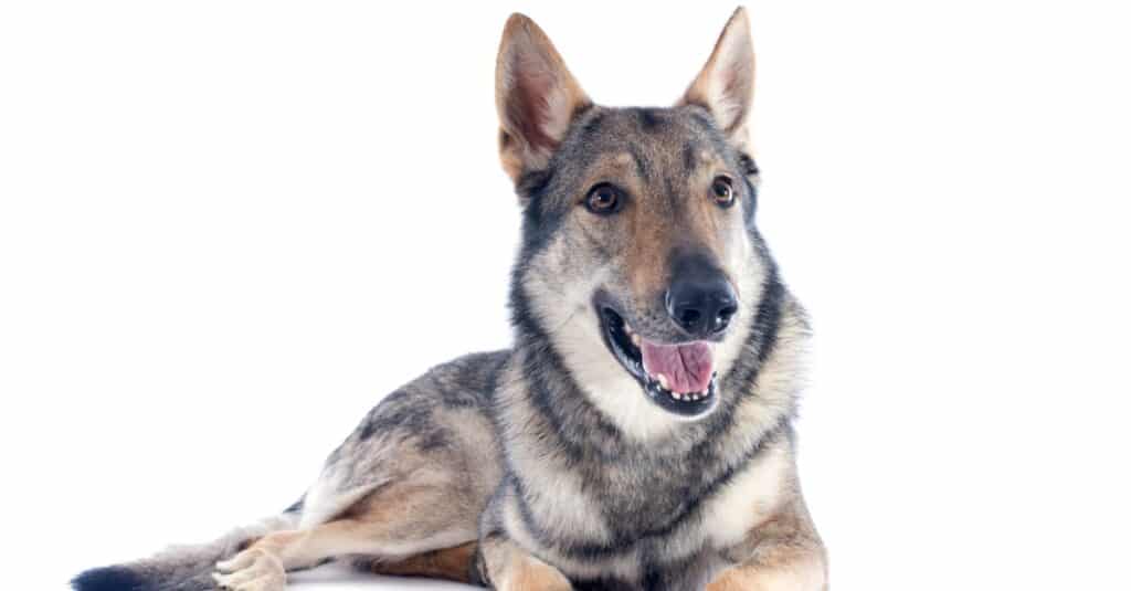 isolated Czechoslovakian wolfdog