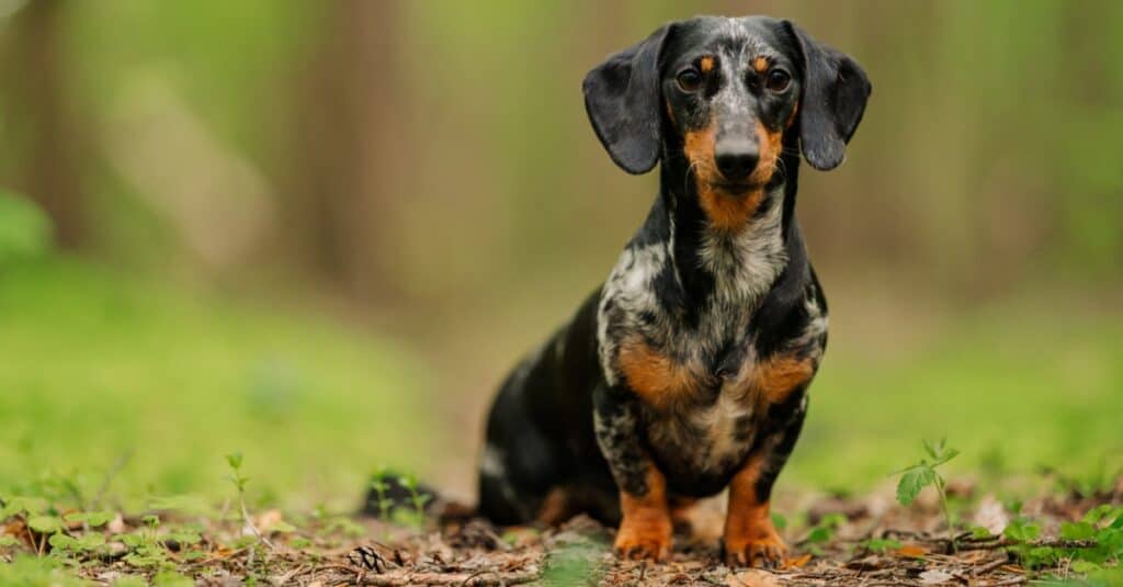 marbled dachshund sitting outside