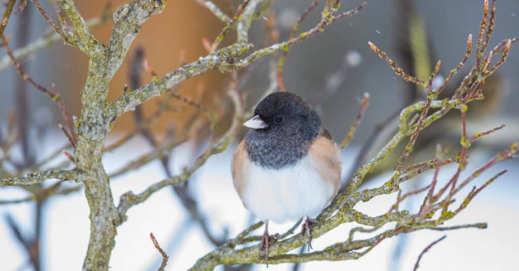 dark-eyed junco perched in tree during winter