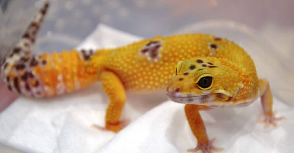 leopard-gecko-unique-morph
