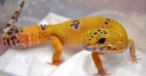 Leopard Gecko Lifespan: How Long Do Leopard Geckos Live? Picture