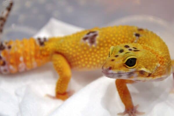 Captive leopard geckos are now available in many unique colors and patterns thanks to selective breeding