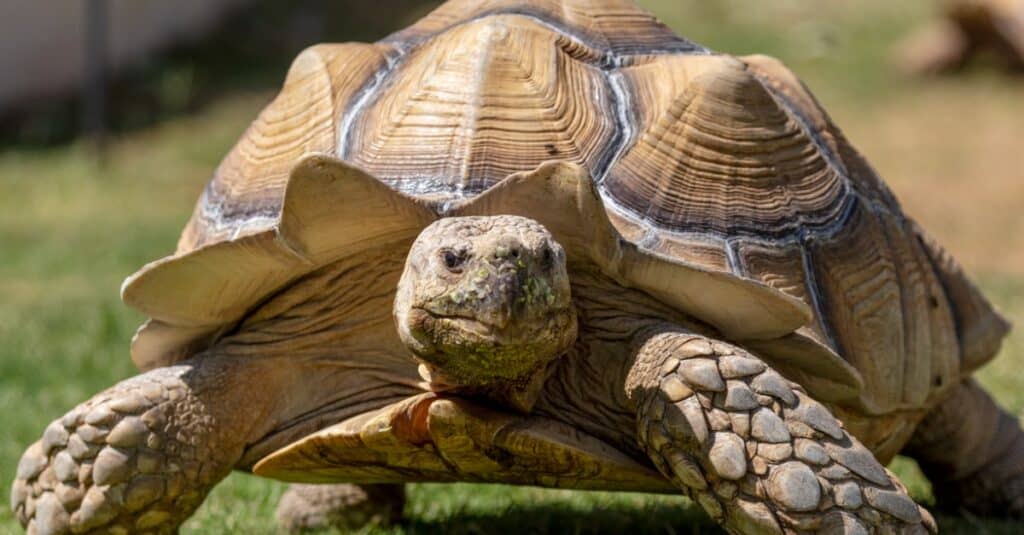 10 Incredible Sulcata Tortoise Facts Wiki Point