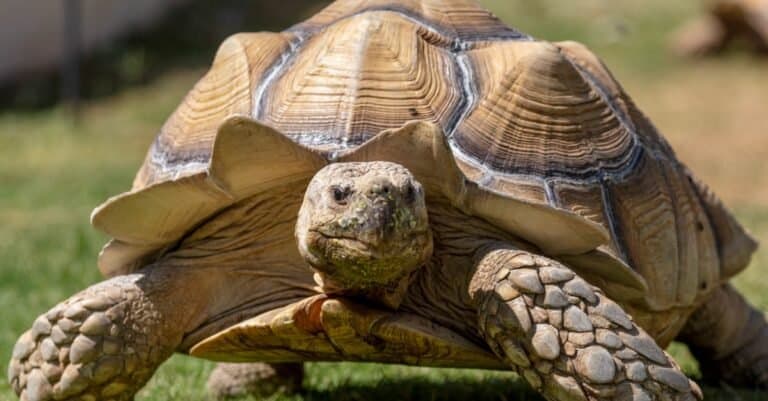 Discover The World S Oldest Tortoise 190 Years Old A Z Animals   Desert Tortoise 768x401 