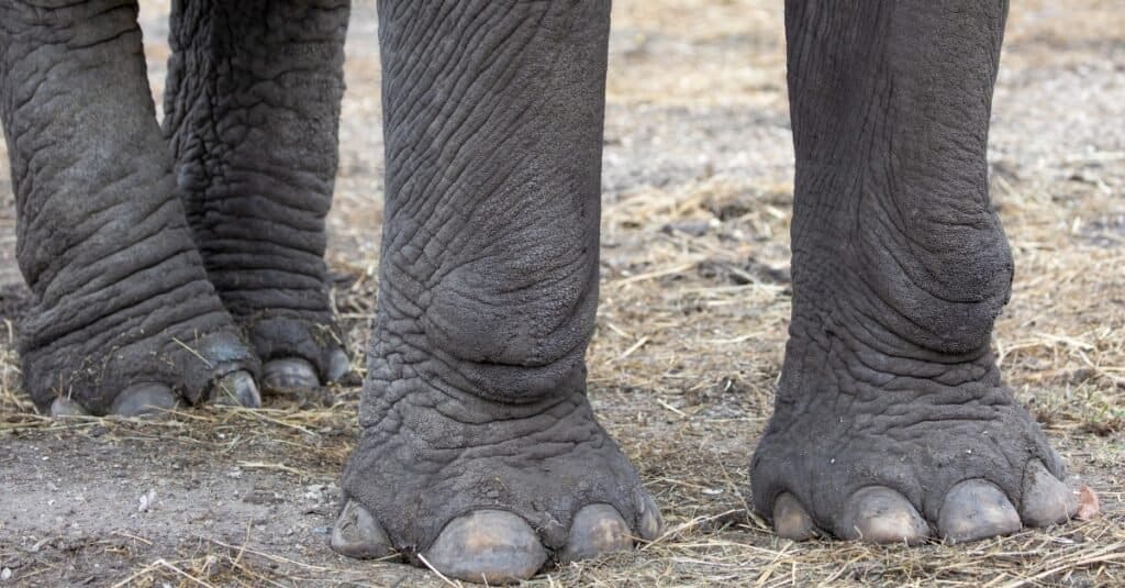 elephant-legs-and-feet