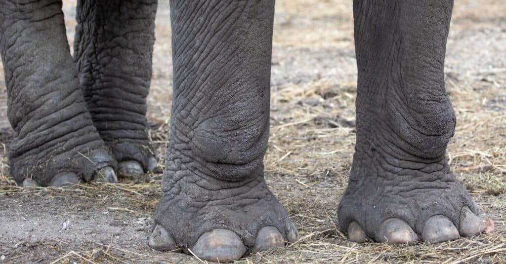 Do Elephants Have Toes? Understanding Elephants’ Feet - A-Z Animals