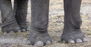 Do Elephants Have Toes? Understanding Elephants’ Feet Picture