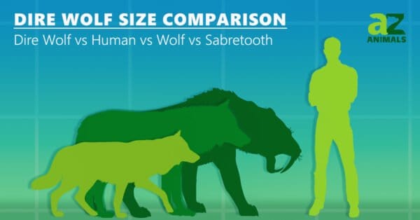Wolves Vs Humans Dire Wolf Size Comparison - A-Z Animals