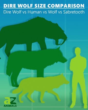 dire wolf size compared to lion