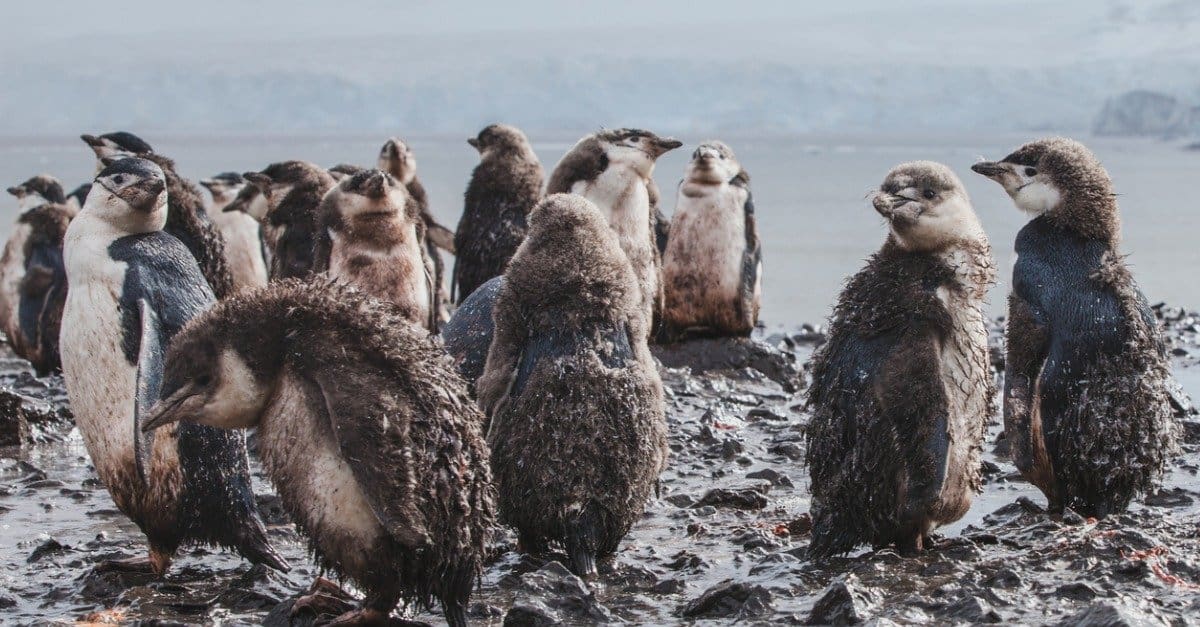 baby penguin - a group of penguin chicks