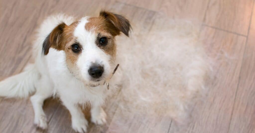 dog shedding its fur