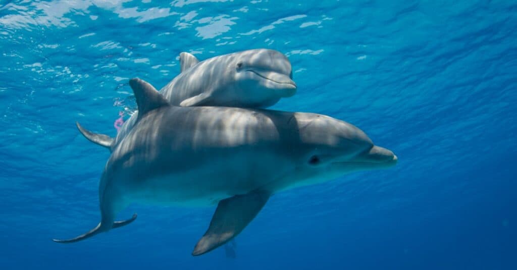 baby dolphin swimming on top of mommy dolphin