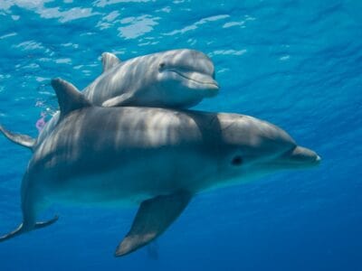 A How Smart Are Dolphins? Everything We Know About Their Intelligence