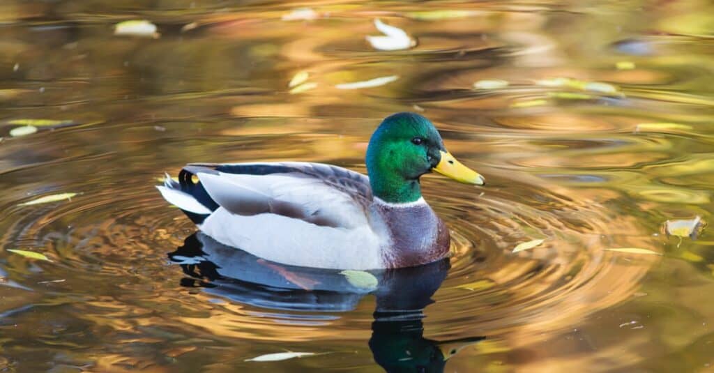duck swimming in the lake