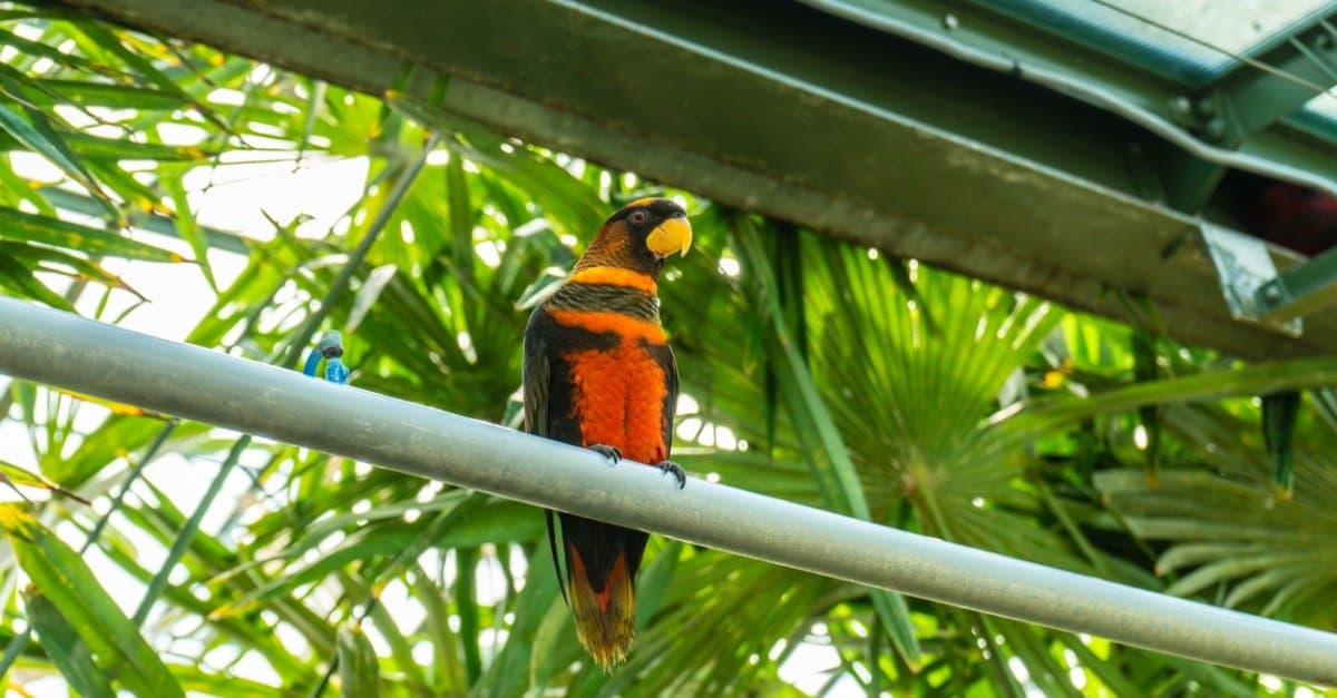 The 10 Most Beautiful Parrots In The World IMP WORLD