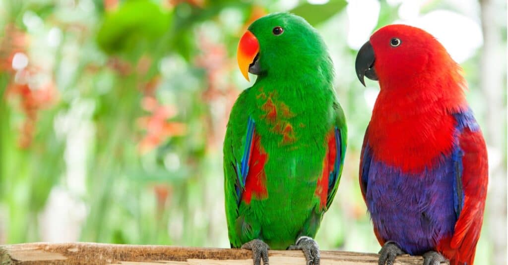 bright-colored eclectus parrots perched on a stick in cage