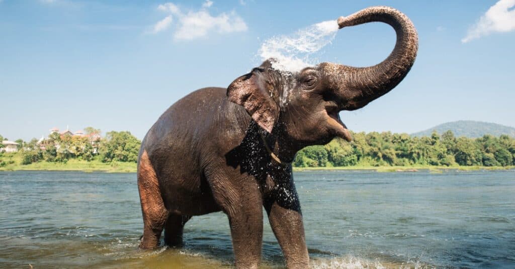 animals with big noses: elephant