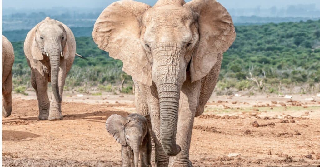Mother elephants take excellent care of their babies.