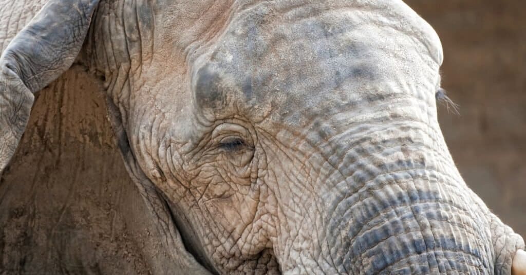 Elephant close-up sleeping