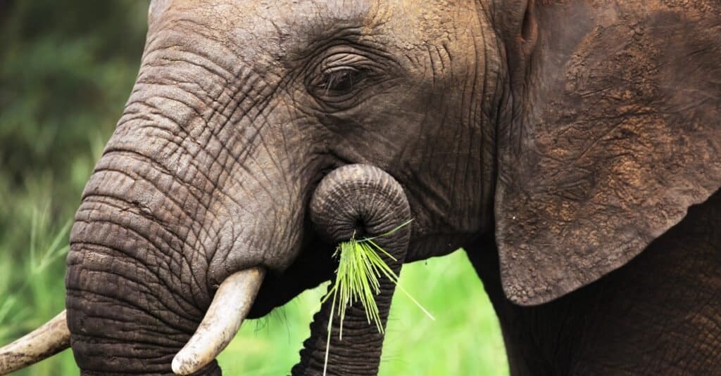 elephant eating closeup