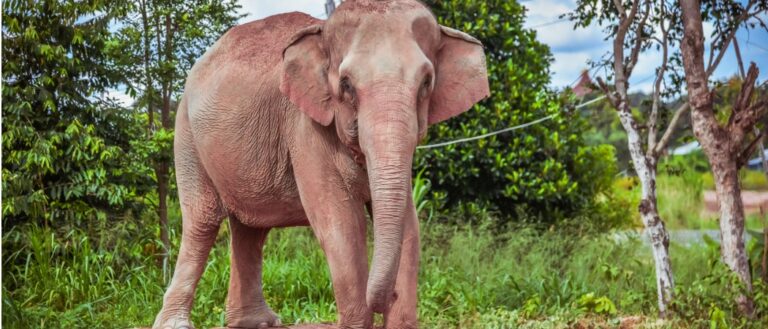 elephant walking in greenery