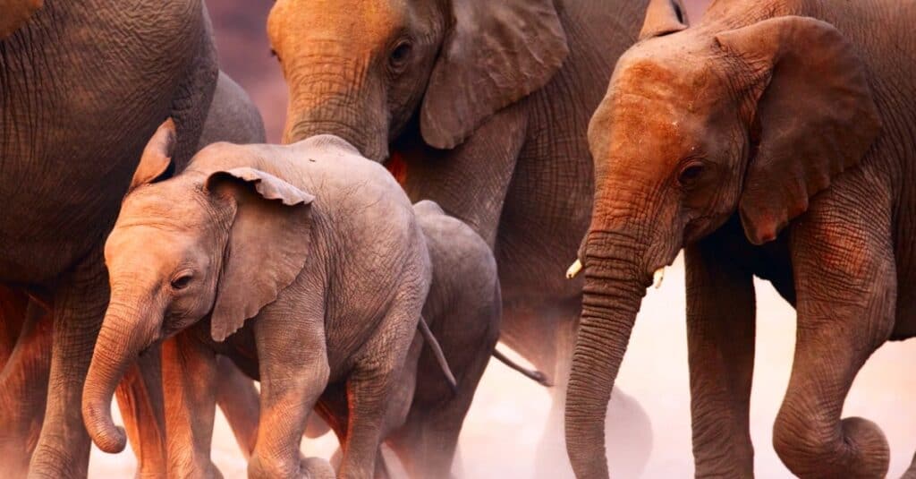 elephant-herd-running