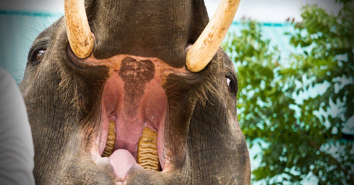 African Elephant Tusks Incisor Teeth