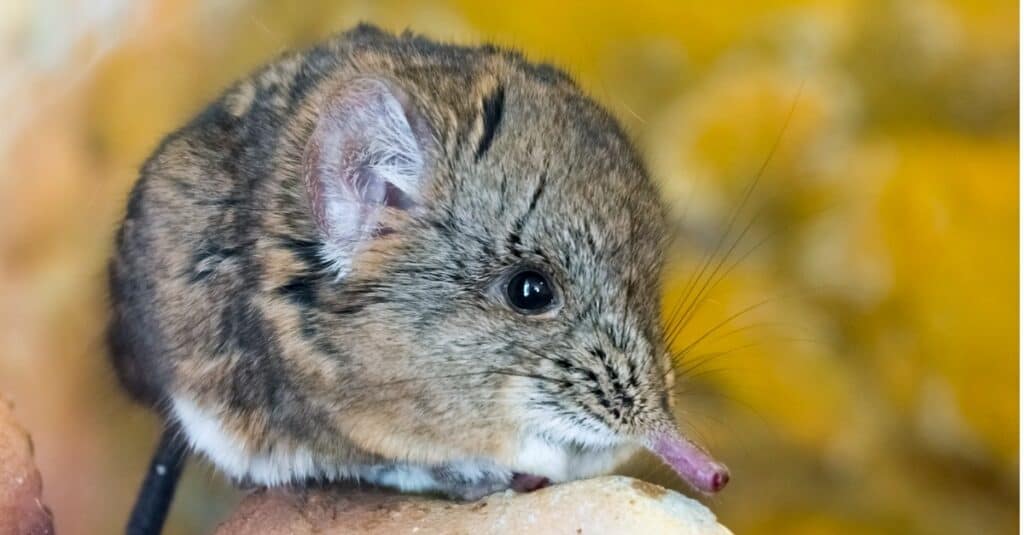 animals with big noses: elephant shrew