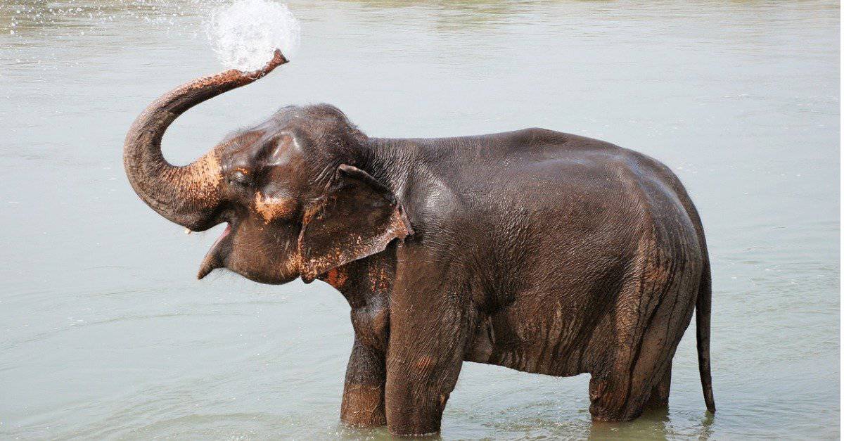 baby elephant- elephant calf takes a shower