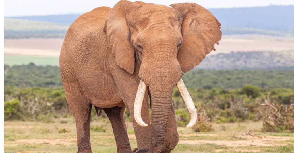 elephant close to field