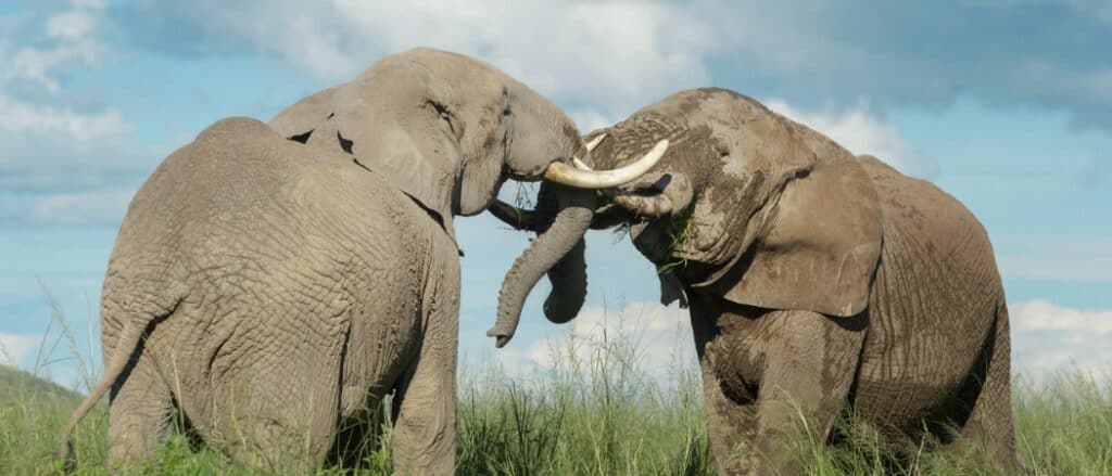 elephant fight