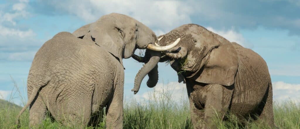 african elephant vs lion