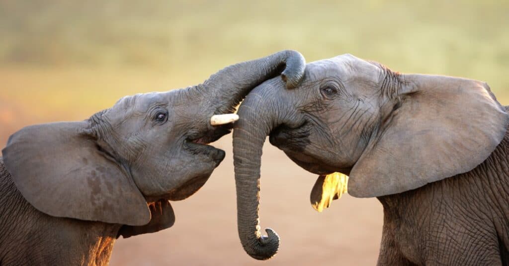 two elephants facing each other The elephant on the left has its trunk on top of elephant's trunk on the right. The elephant on the left has its moth open and sports a short tusk