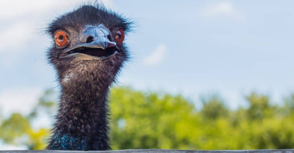 close up of an emus face