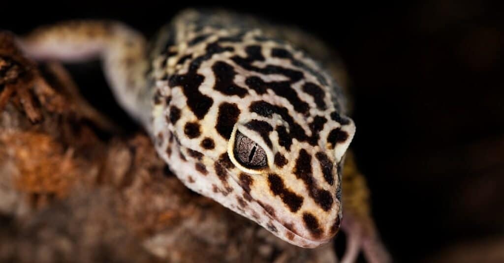 leopard-gecko-close-up