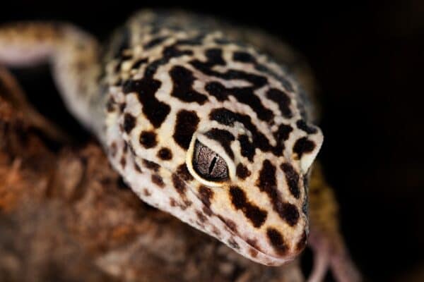 A handsome leopard gecko shows off its spots