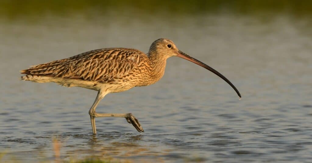 eurasian curlew foraging in the water