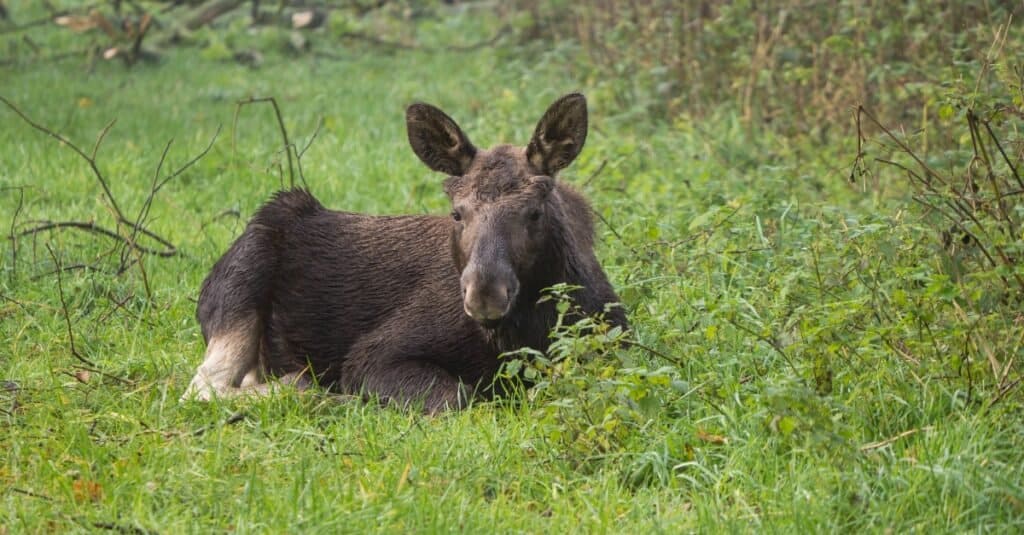 baby moose - tiny moose lays in the grass