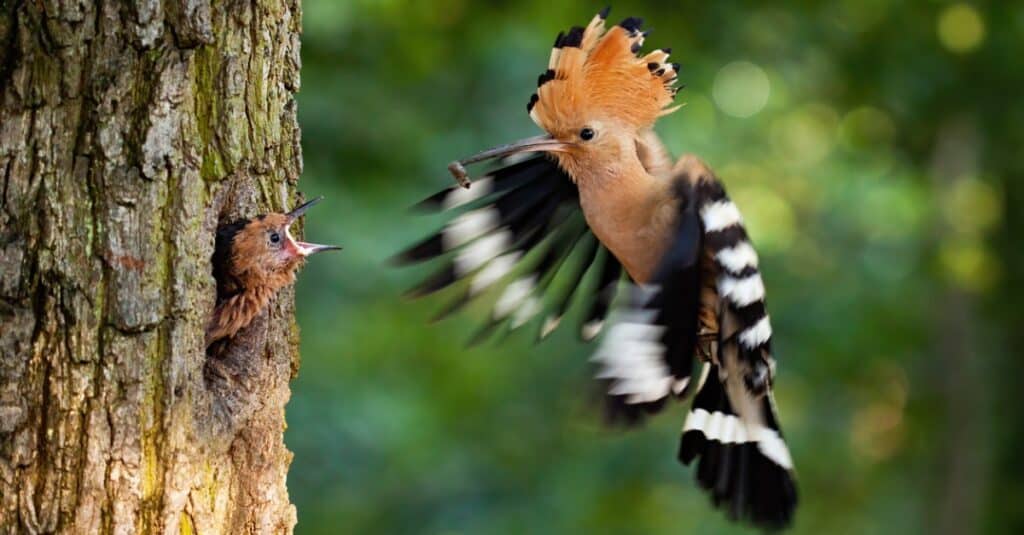 hoopoe feeding a baby bird