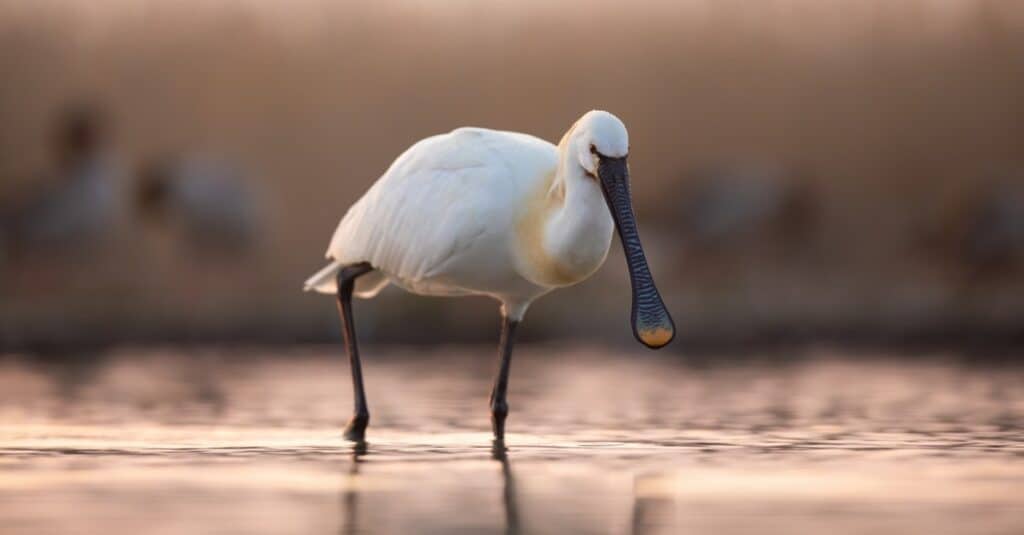 eurasian spoonbill walking in water