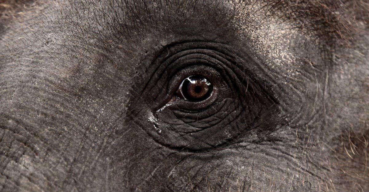 eye-of-an-asian-elephant