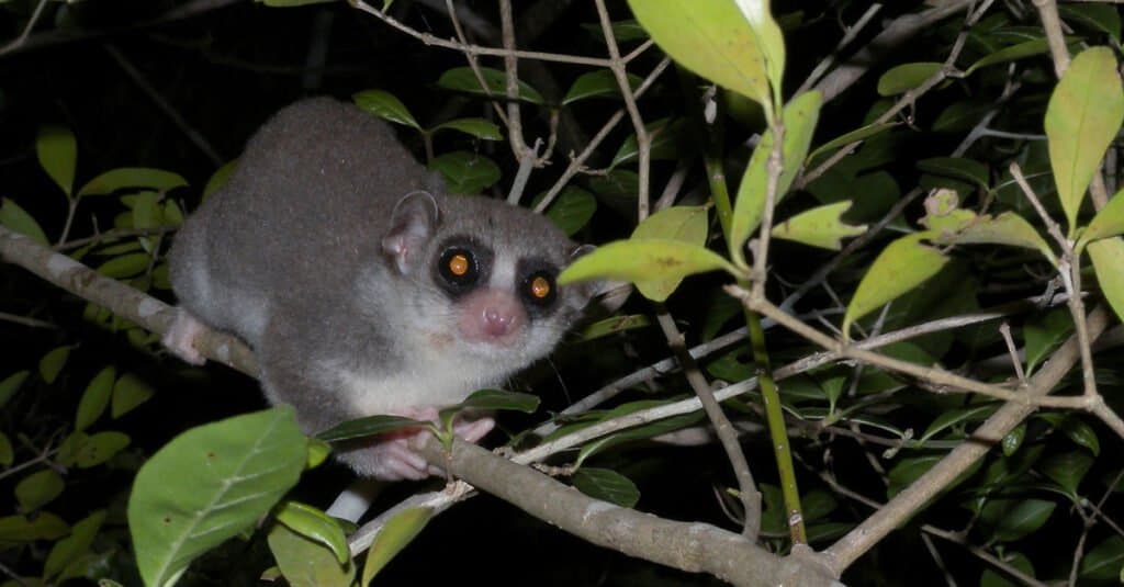 animals that estivate: fat-tailed lemur