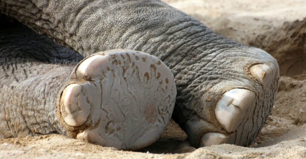 Do Elephants Have Toes? Understanding Elephants’ Feet - A-Z Animals