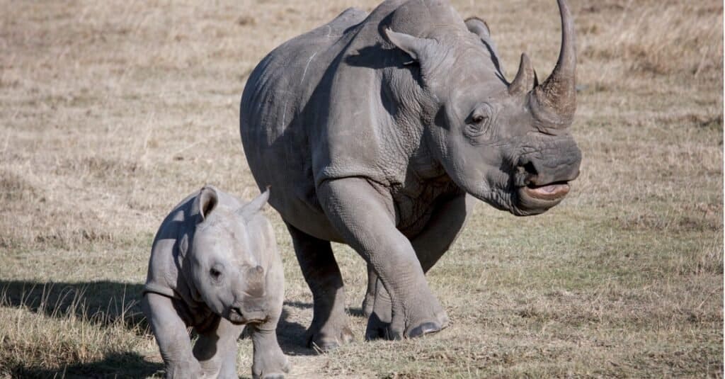 Rhino baby - a female rhino with her calf