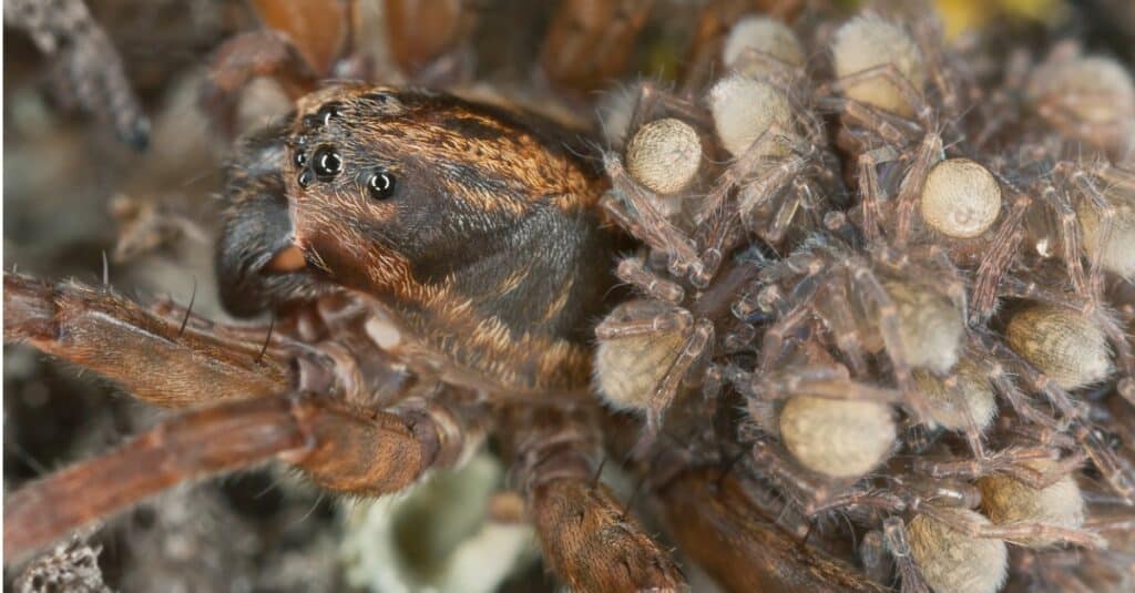 Baby Wolf Spider: Facts & Unbelievable Pictures! - IMP WORLD