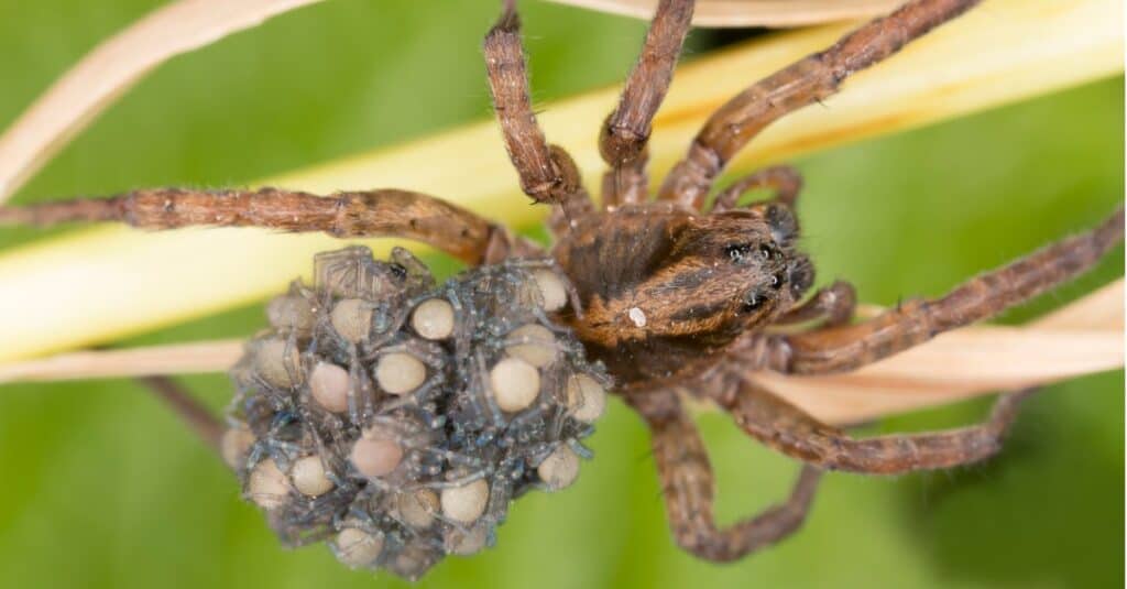 Baby Wolf Spider: Facts & Unbelievable Pictures! - AZ Animals