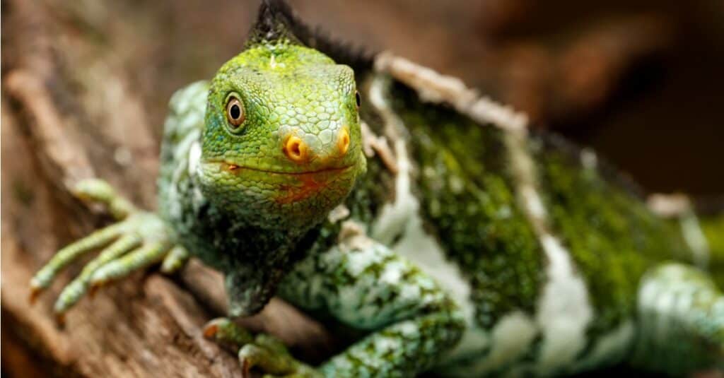 Largest Iguanas - Fiji-Created Iguana