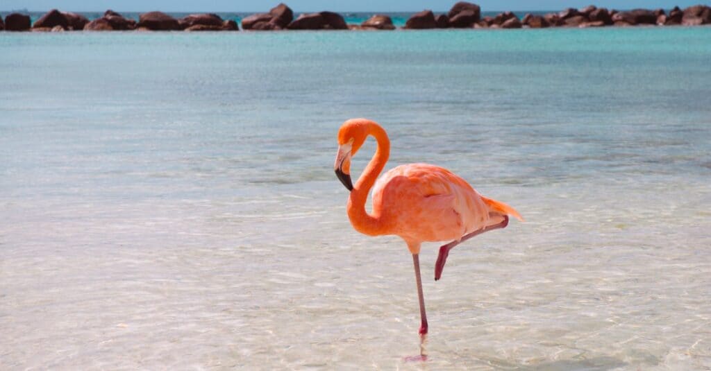 flamingo standing on the shore of the ocean