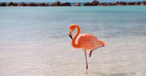 See Why Flamingos Are Suddenly Popping Up in Kentucky… Yes, Kentucky! photo